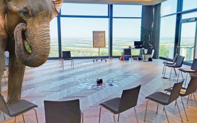 Elefant im Raum